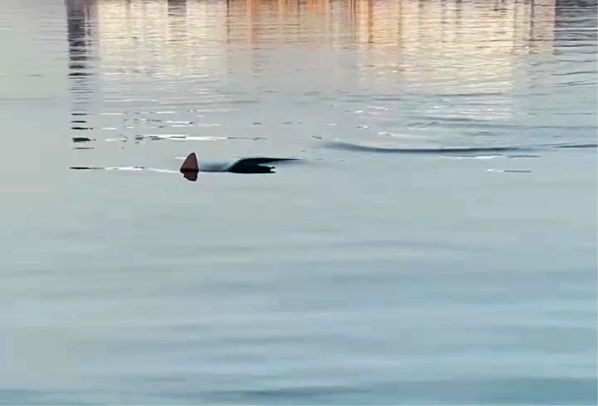 İskenderun’da amatör balıkçının köpek balığı heyecanı